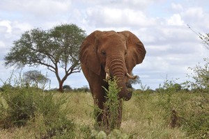 ELLITORAL_217236 |  EFE / Archivo GRA002. NAIROBI, 19/03/2015.- Un elefante del Parque Nacional de Tsavo, una de las reservas naturales de Kenia en las que existen más problemas de convivencia entre animales y humanos. Contar con grandes parques naturales, listos y repletos de animales para los safaris turísticos, tiene un precio en Kenia: en los últimos años han aumentado las muertes de ciudadanos por ataques de animales salvajes, según el Servicio de Conservación de la Fauna keniana (KWS). EFE/Javier Marín