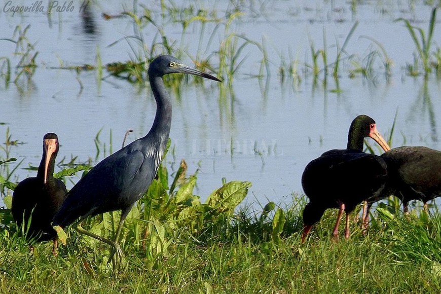 ELLITORAL_265425 |  El Litoral Preservación. Proteger áreas naturales de Santa Fe es fundamental para sostener la biodiversidad.