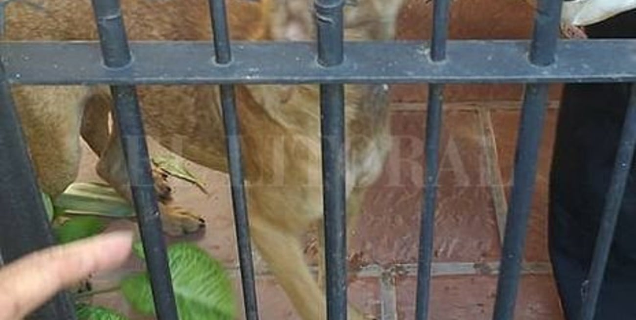 Maltrato animal: rescatan animales en mal estado