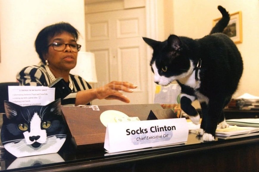 ELLITORAL_238700 |  Archivo Socks fue el gato presidencial de la familia Clinton y el primero en habitar la Casa Blanca