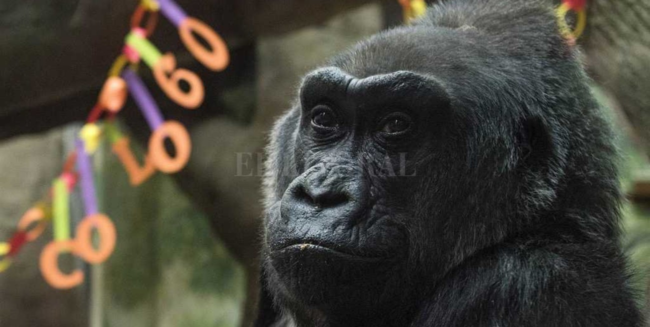 Murió Colo, la gorila criada en cautiverio más vieja del mundo