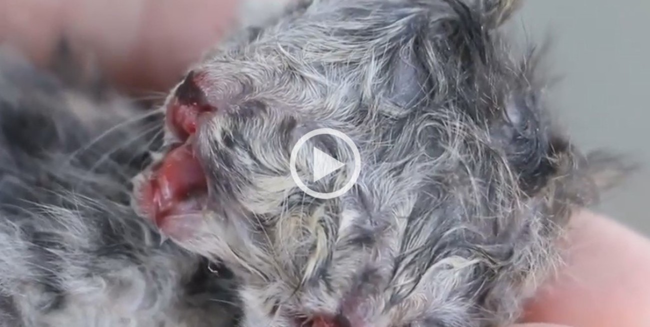 Video: Nació un gato con dos cabezas