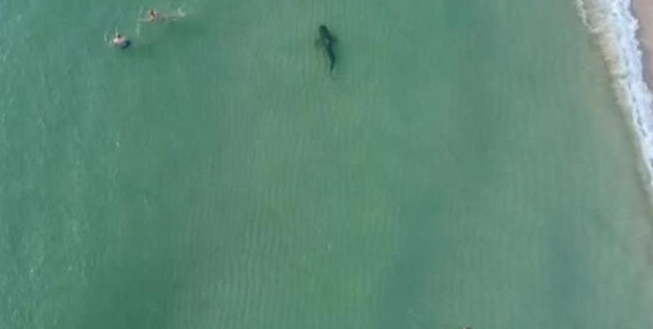 ¡Cuidado! Tiburón nadando entre los bañistas de Miami Beach