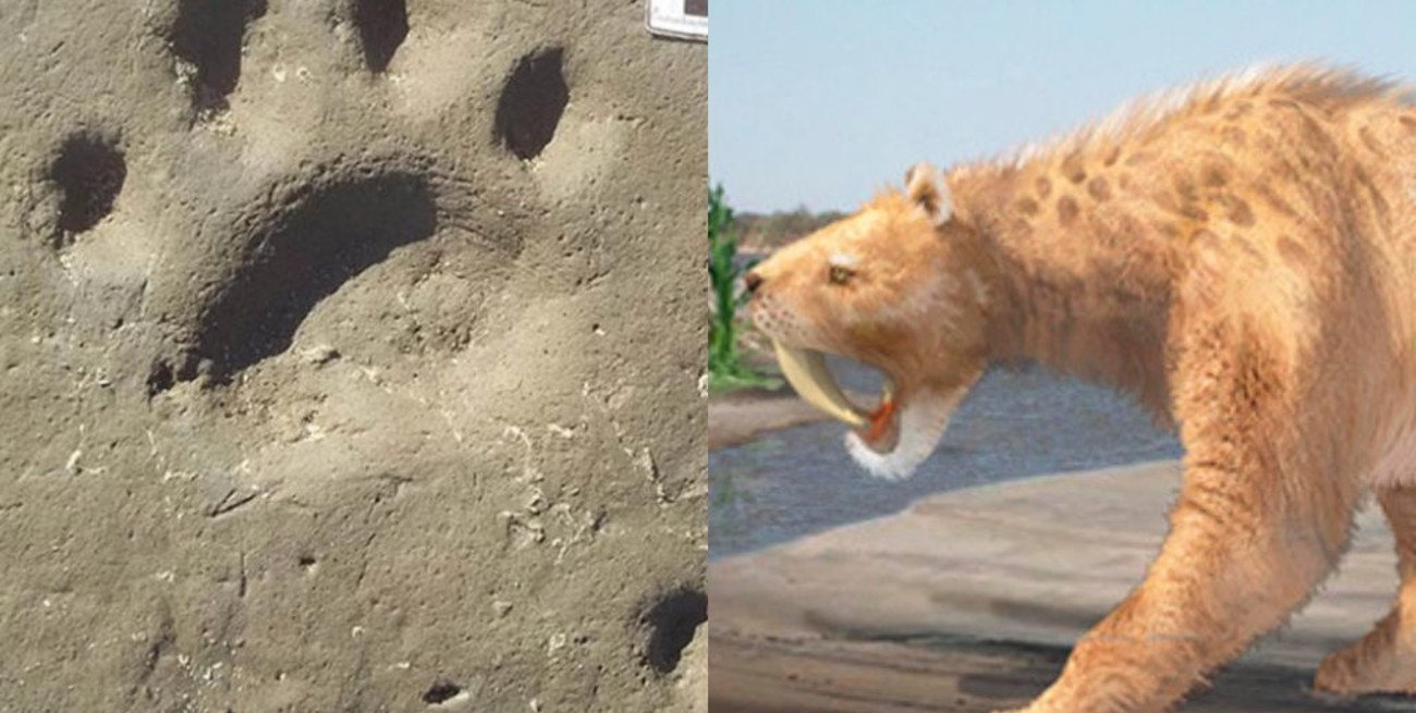 Hallan en una playa argentina la huella de un tigre de hace 10.000 años 