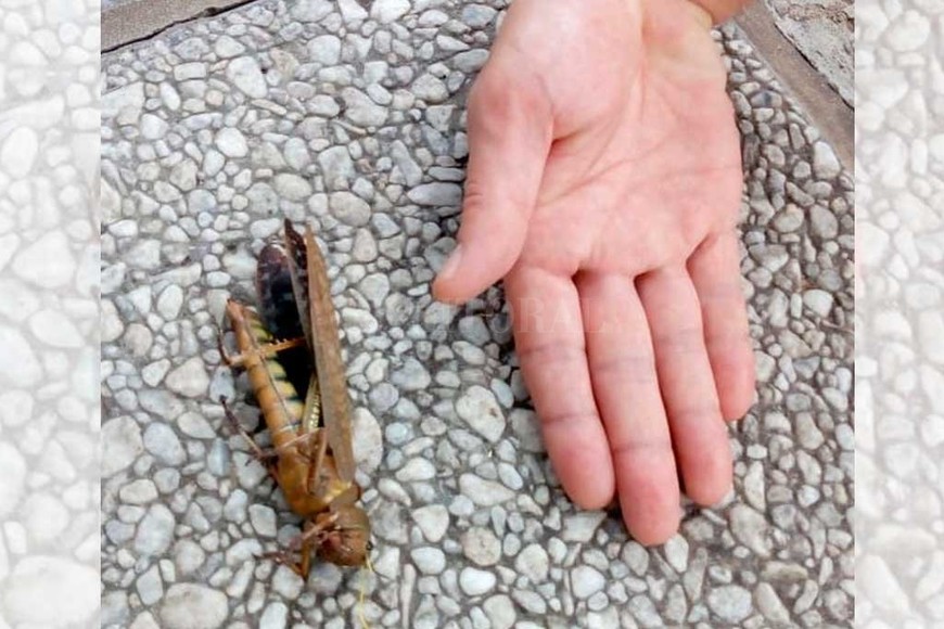 ELLITORAL_233036 |  Periodismo Ciudadano A escala. La comparación con la mano permite observar las dimensiones de un insecto que cuando está en  manga  puede ser de riesgo para los cultivos.