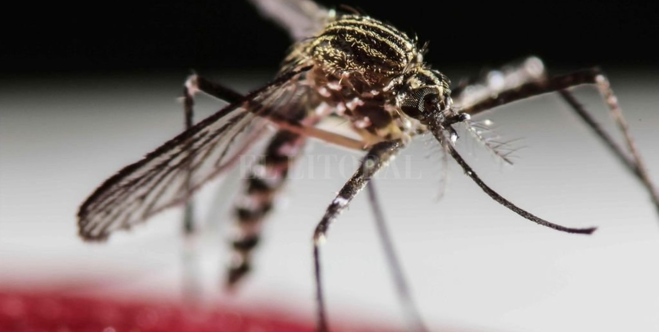 Los casos de dengue en la ciudad ya llegan a la mitad del brote de 2016