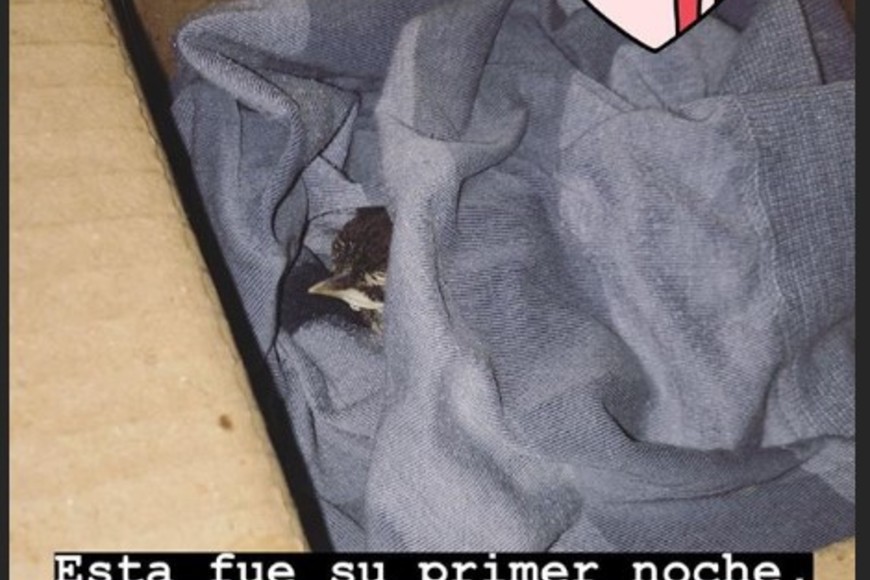 ELLITORAL_233172 | Instagram pipilacalandria