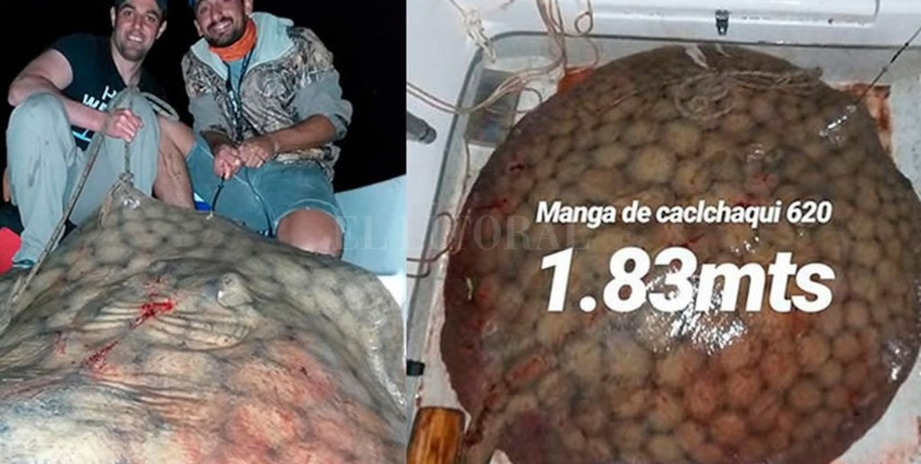 Pescaron una raya de 130 kilos y la devolvieron al río Paraná