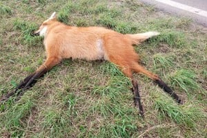 ELLITORAL_250349 |  Periodismo Ciudadano / WhatsApp El animal fue hallado sin vida a la vera de la RP2