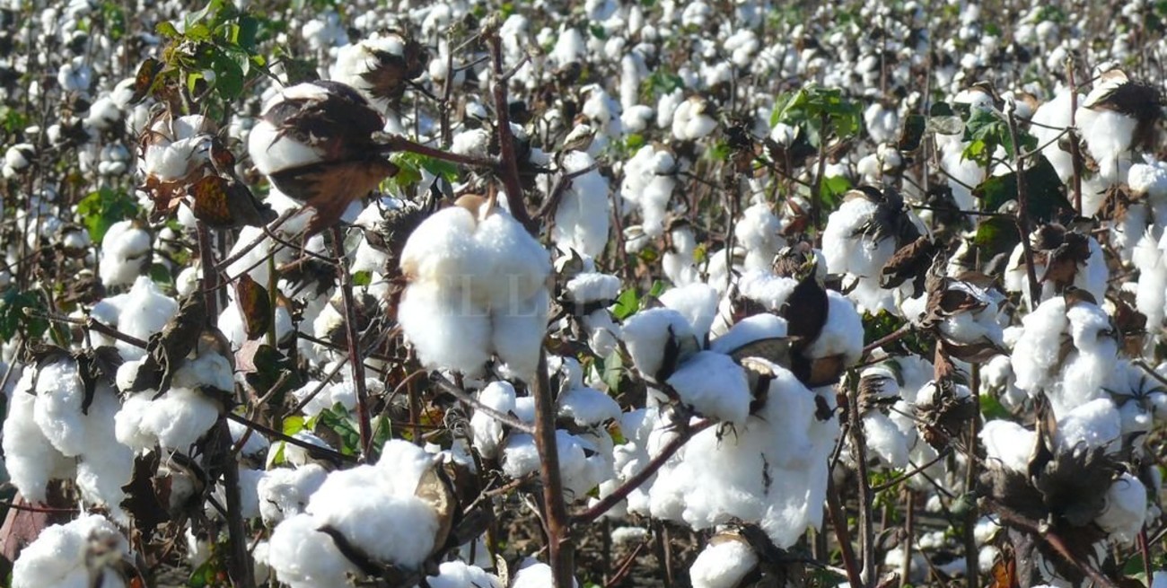 Fin de cosecha: algodón con malos resultados y el sorgo eleva los rindes