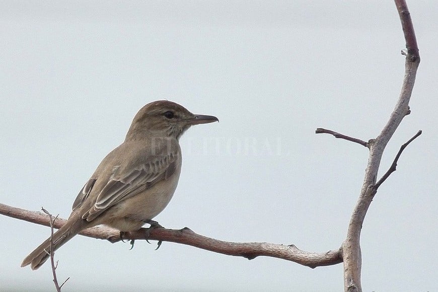 ELLITORAL_258243 |  Gentileza Pablo Capovilla Gaucho Común (Agriornis micropterus)