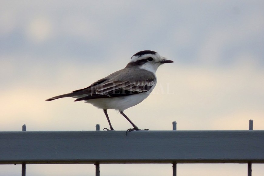 ELLITORAL_258241 |  Gentileza Pablo Capovilla Monjita Coronada (Xolmis coronatus)