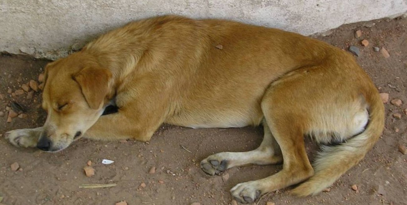 Denuncian la muerte de 10 perros por envenenamiento en Ceres