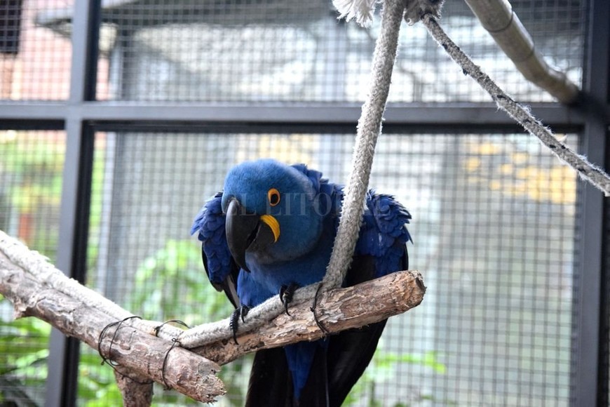 ELLITORAL_251072 |  Ignacio Espinosa Un Guacamayo Jacinto (Azul), perteneciente al aviario La Jacinta.