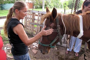 ELLITORAL_155714 |  Gentileza SOS Caballos Santa Fe