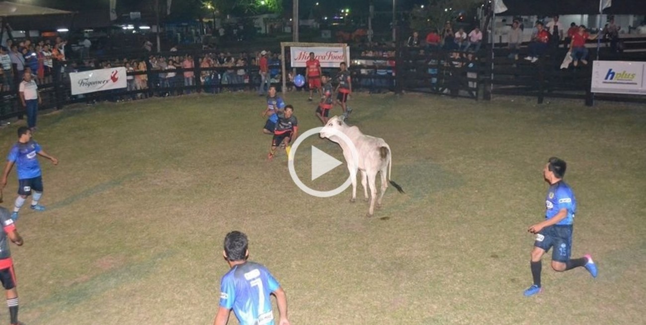 Insólito: En Paraguay juegan al fútbol con vacas
