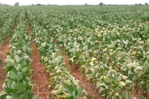 ELLITORAL_204676 |  Archivo El Litoral