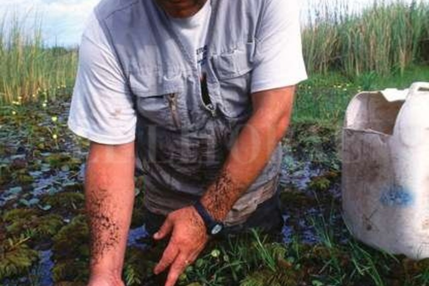ELLITORAL_176464 | Archivo El Litoral El veterinario Alejandro Larriera fundó el Proyecto Yacaré hace 26 años.
