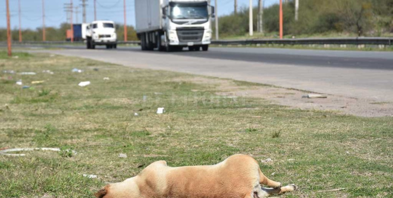 Peligro en Circunvalación Oeste: perros muertos, basura y falta de iluminación
