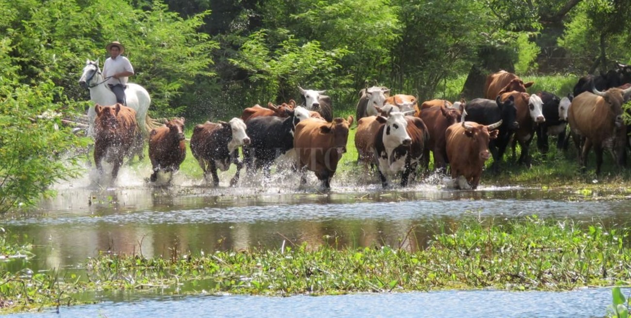 Faltarán 55.000 terneros en el norte santafesino por efecto de las lluvias