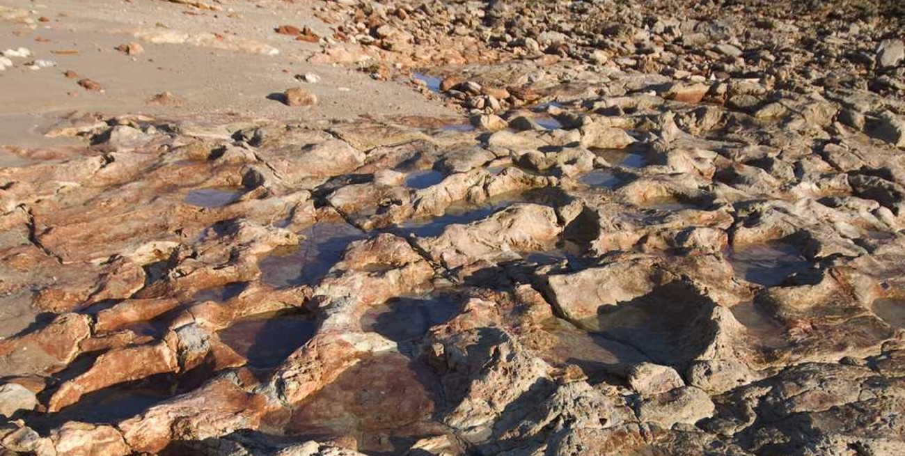 Descubren en Jujuy huellas de dinosaurios de 66 millones de años 
