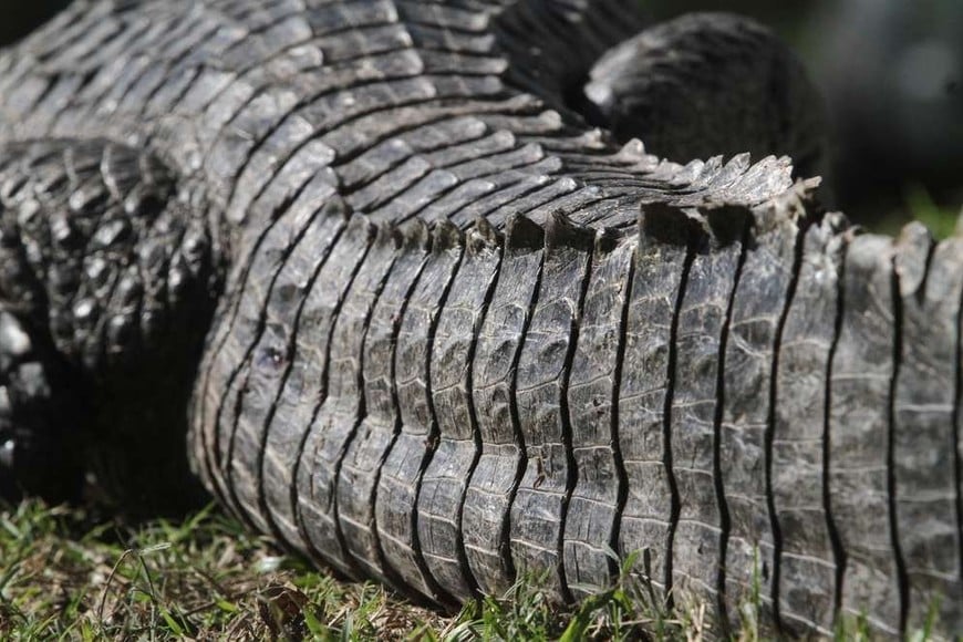 ELLITORAL_187867 |  Mauricio Garín Yacaré negro. Fuertemente acorazado en el lomo, de color negruzco u oliva muy oscuro, la piel delicadamente jaspeada de los flancos lo dotan de particular belleza.