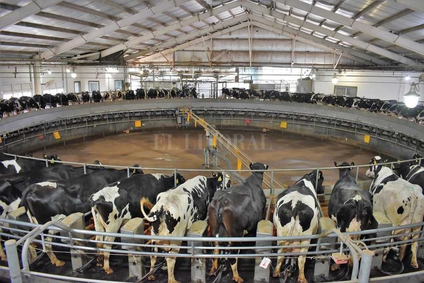 ELLITORAL_197104 |  Transmedia VT Alta eficiencia. El rodeo lechero se ordeña en un tambo calesita con un promedio de 36.5 litros por animal.