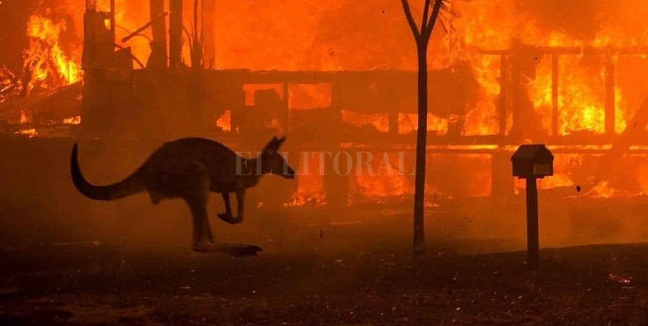 Incendios en Australia: la situación es desesperante