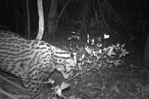 ELLITORAL_144676 |  La Nación