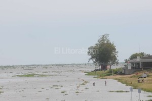 Flavio Raina Un mar de camalotes, como el que se veía ayer en la Setúbal, suele ser el preludio de una crecida en al cuenca.