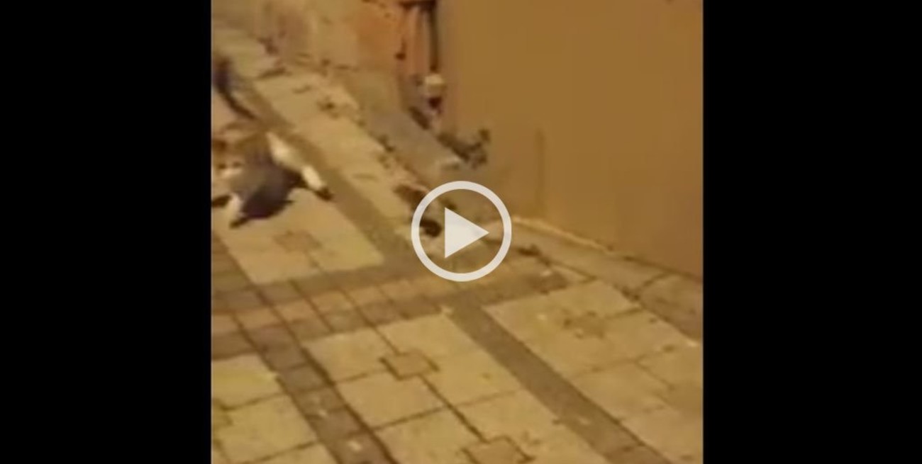 Video: Un ratón pasa de presa de un gato a cazador y se hace viral en las redes
