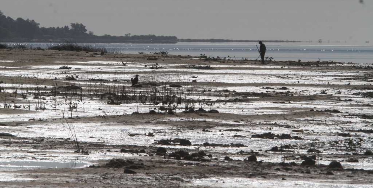 Cómo afecta la bajante a los animales y los peces de la cuenca del Paraná