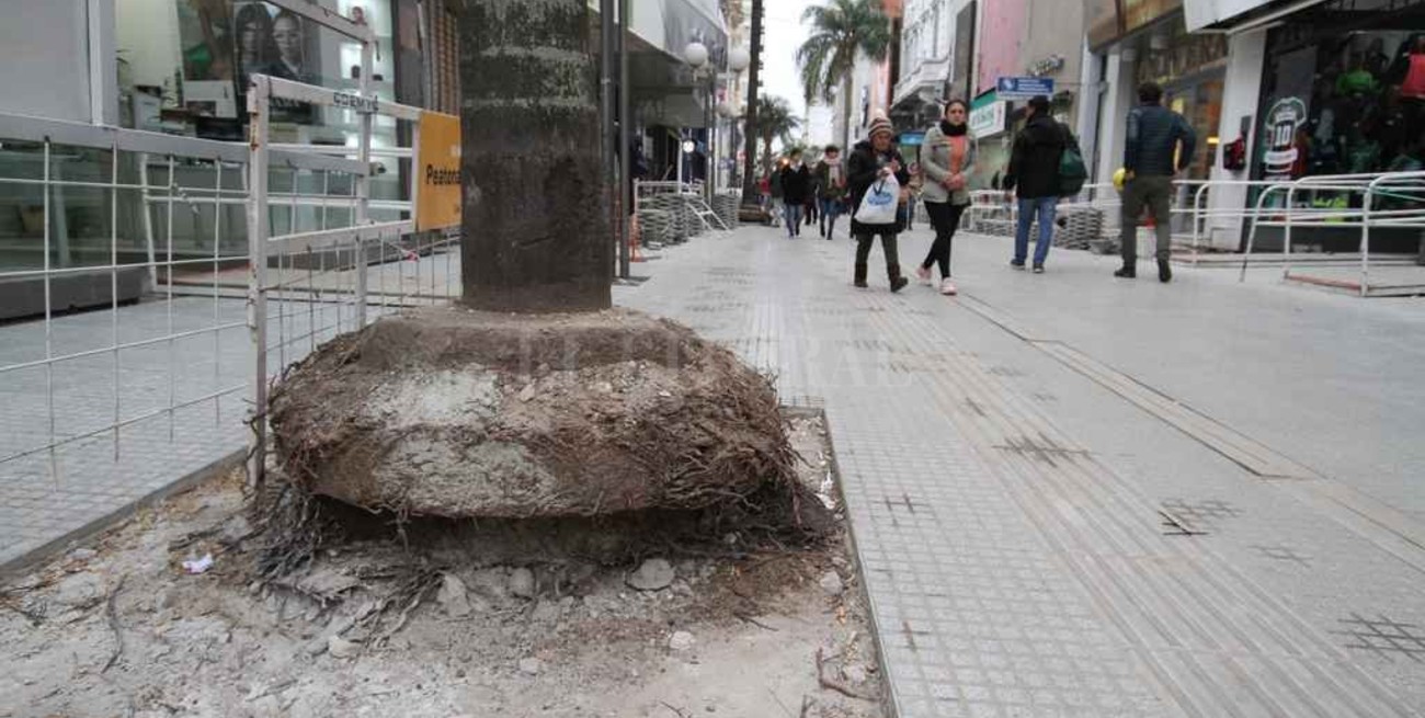 Peatonal San Martín: los vecinos piden que se cuiden las palmeras