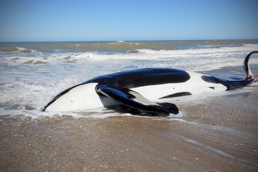 ELLITORAL_262811 |  Prensa Mundo Marino