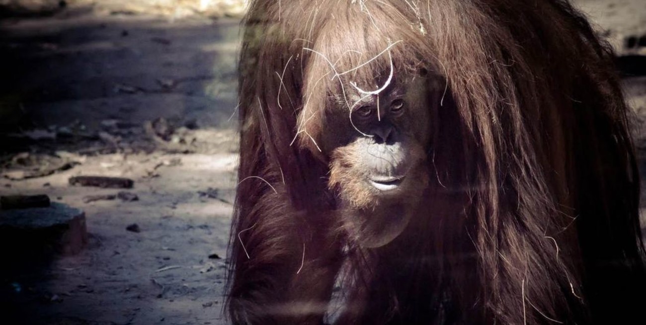  El fin de la espera: la orangutana Sandra será trasladada a EEUU 