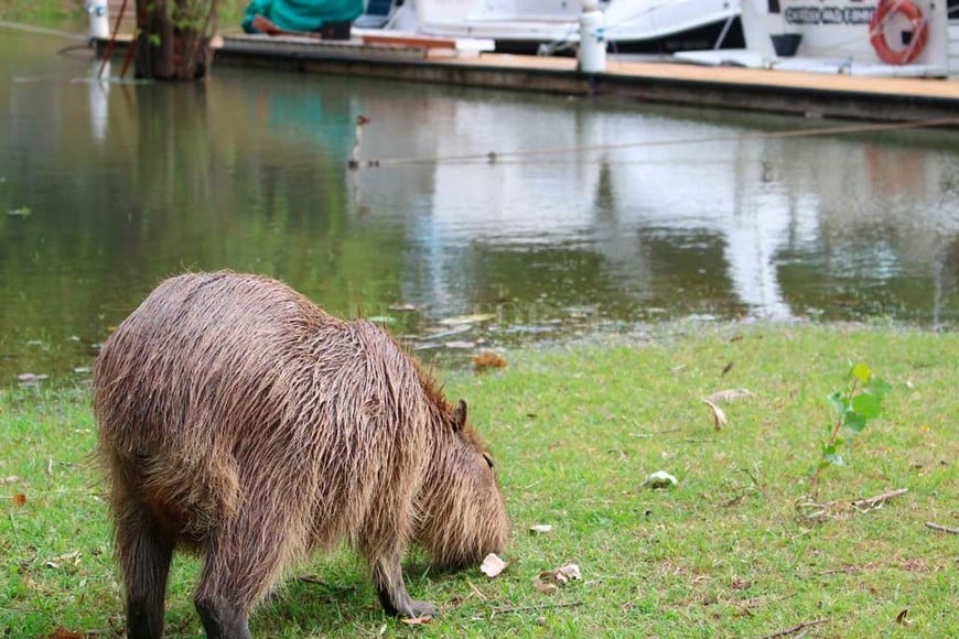 ELLITORAL_202681 |  Gentileza Prensa CNP Al principio era arisca, uno se acercaba y se metía al agua, pero después se adaptó a la gente, se amansó y ahora está encariñada con todos , expresó Luis Maidana, marinero del Club Náutico Paraná.