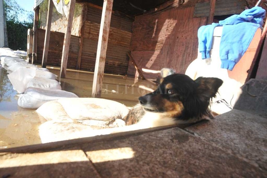 ELLITORAL_182425 |  Flavio Raina Sitiado. Como el patio está inundado, los perros descansan arriba de las bolsas de arena que colocó el municipio para ingresar a las casas.