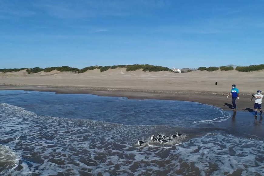 ELLITORAL_297500 |  Gentileza Prensa Mundo Marino