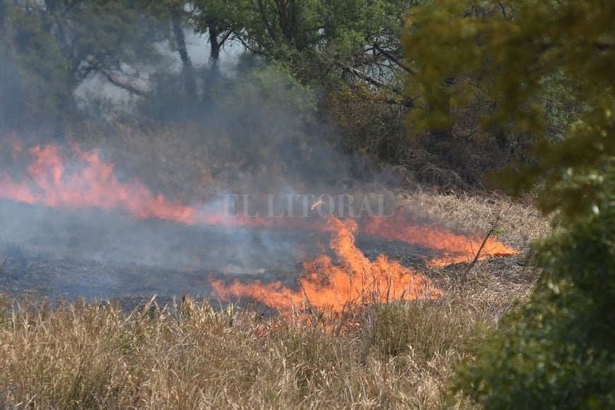 ELLITORAL_364327 |  Guillermo Di Salvatore No todas las especies tienen la capacidad de recuperarse a una tasa tan alta como la de los pastos , indicó el investigador del Conicet, Pablo Aceñolaza.