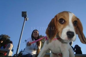 ELLITORAL_222889 |  Archivo El Litoral Concientización. El proyecto de Dignidad Animal, además de ocuparse de los animales en situación de calle, aborda la tenencia y el cuidado responsables. Este es un tema fundamental en la crianza y desarrollo del animal junto a su dueño.
