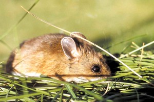 Archivo. Vector. Roedores como el ratón colilargo contagian hantavirus a través de las partículas secas de sus heces y orina.