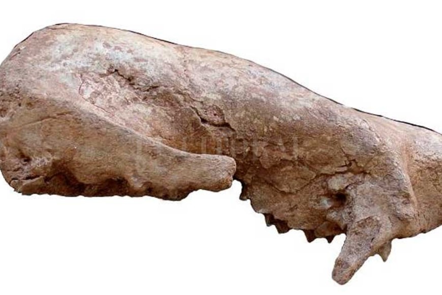 ELLITORAL_358484 |  Gentileza