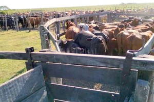 El Litoral El abigeato es uno de los delitos más comunes en el norte provincial, pero la envergadura del robo de ganado a Iannozzi es impresionante.