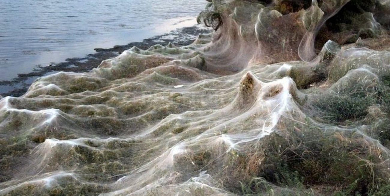 Espeluznante: una telaraña de 300 metros cubrió por completo una playa en Grecia