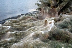 ELLITORAL_223468 |  Internet Se cree que un incremento en la población de mosquitos en el área fue uno de los factores que contribuyó que hubiera una mayor cantidad de arañas.