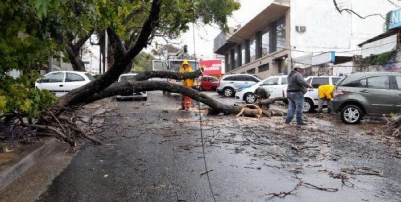 Un árbol cayó en Paraná y bloqueó calle Alsina