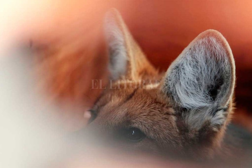 ELLITORAL_330432 |  Gentileza