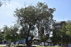 Manuel Fabatía Es un organismo que está en senescencia y que puede llevar ya entre 8 y 10 años con este proceso , indicó Milagros Gasser, coordinadora de Arbolado Urbano.