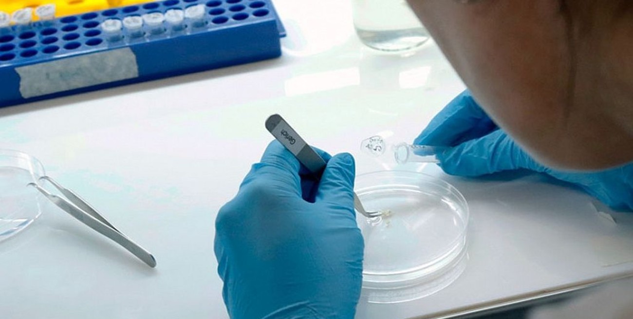 Coronavirus: capacitarán a laboratorios de seis provincias para descentralizar los diagnósticos