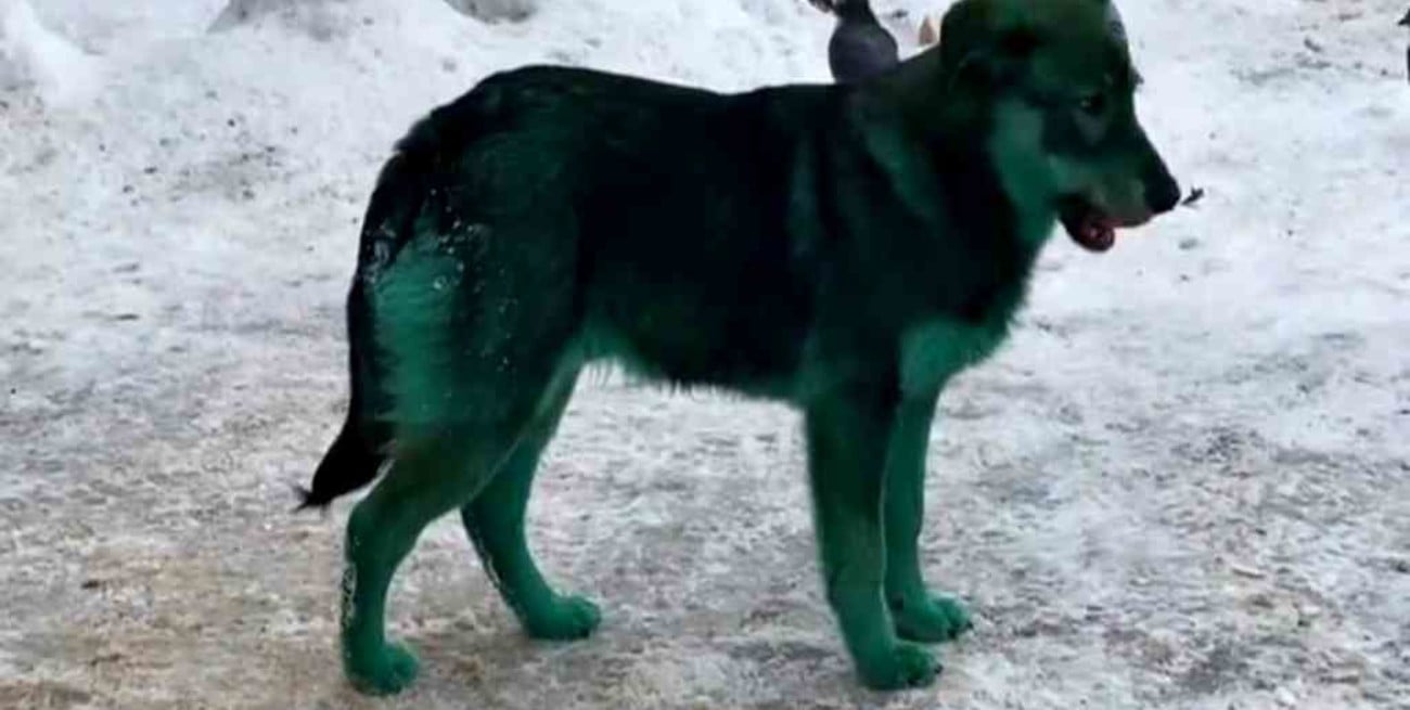 Perros verdes desconciertan a los habitantes de una localidad rusa